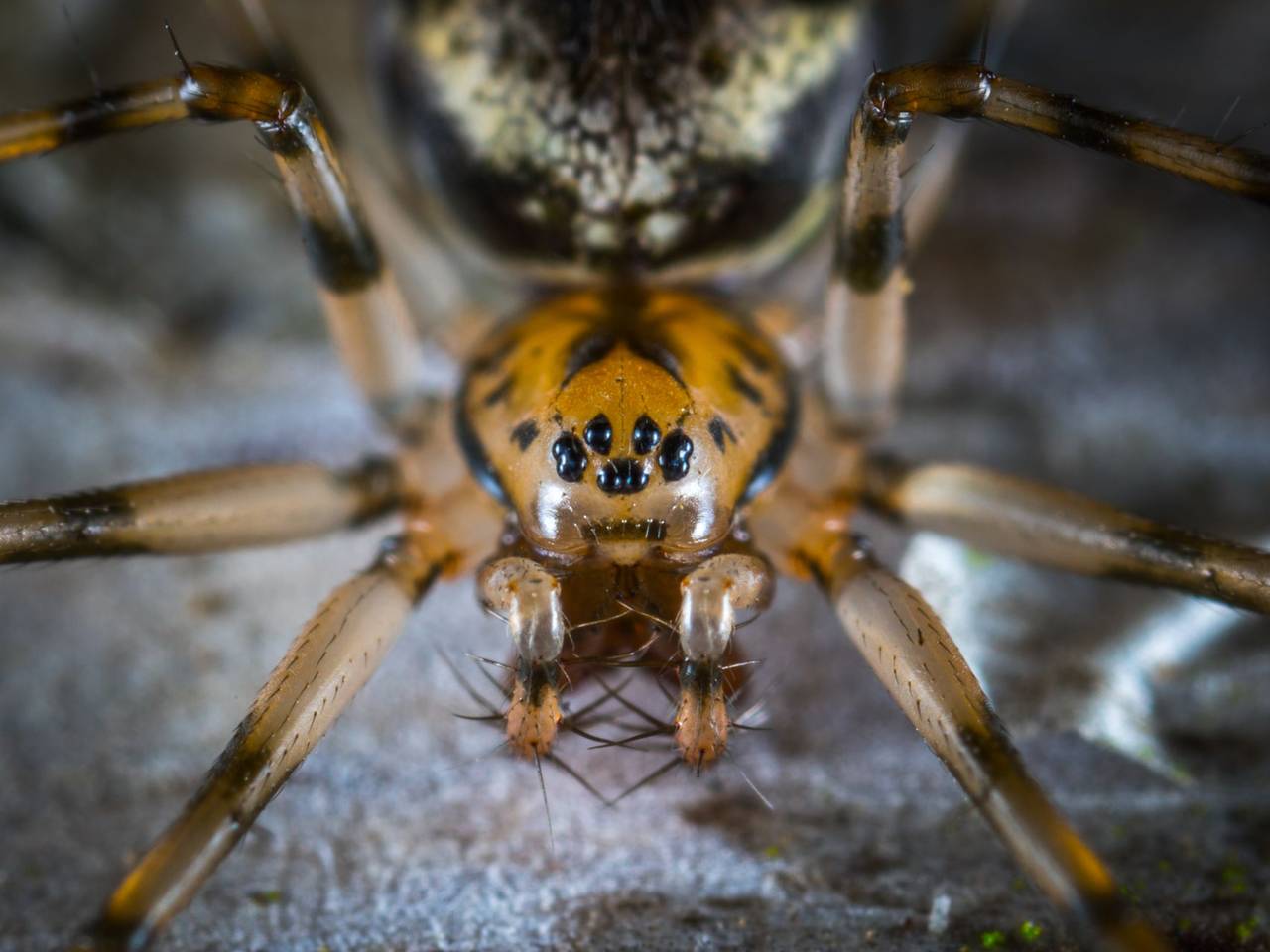 Macrofotografía de una araña mostrando sus ojos y patas