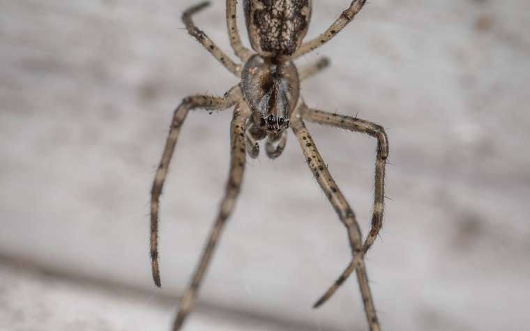 Araña de patas largas y cuerpo café sobre una pared clara