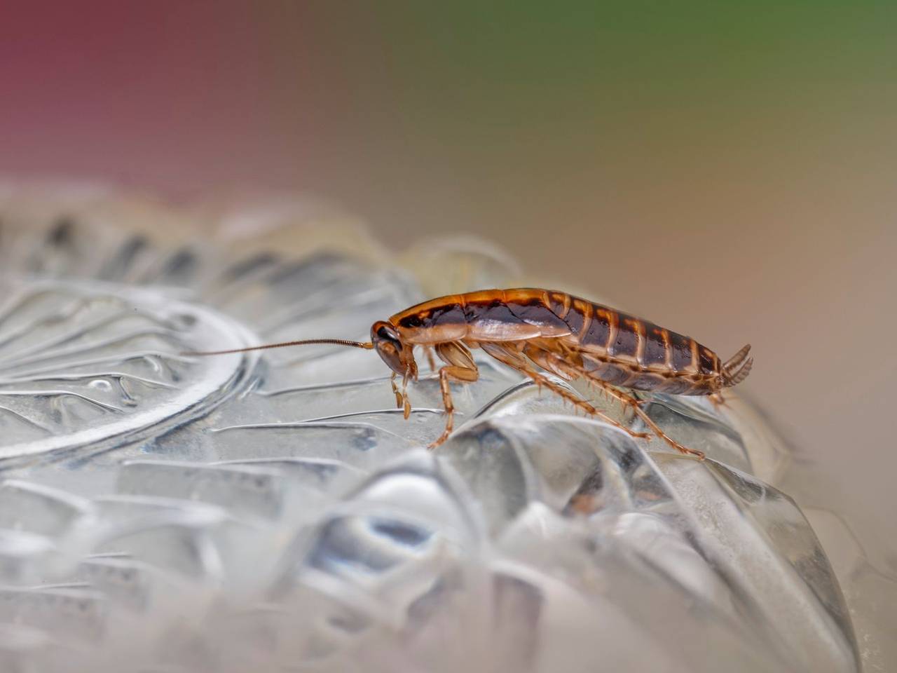 Cucaracha café caminando sobre una superficie de vidrio