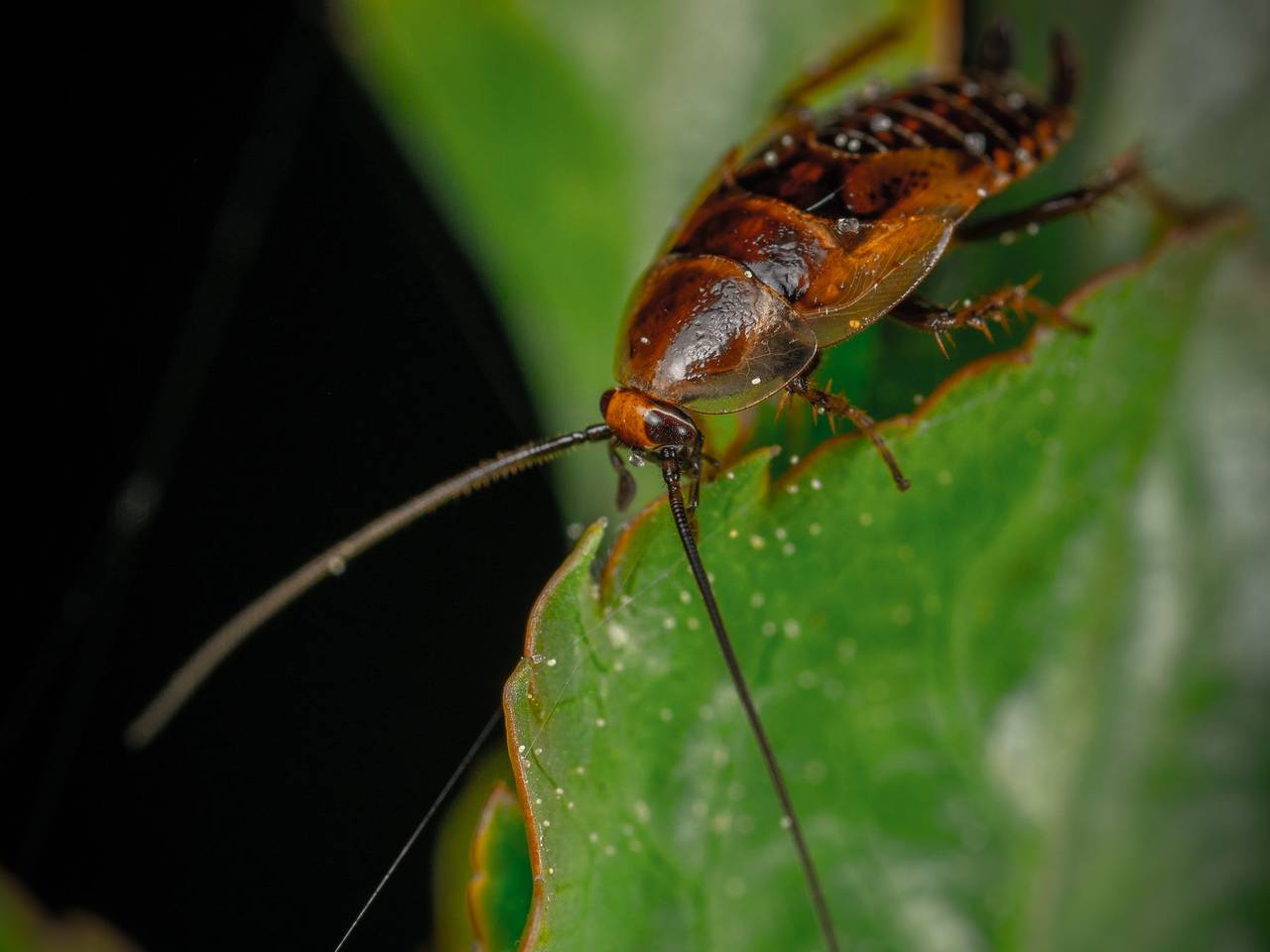 Primer plano de una cucaracha café sobre una hoja