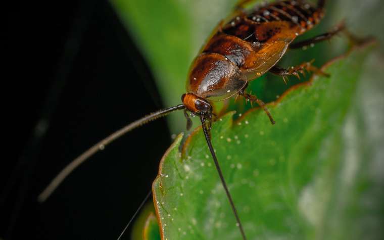 Primer plano de una cucaracha café sobre una hoja
