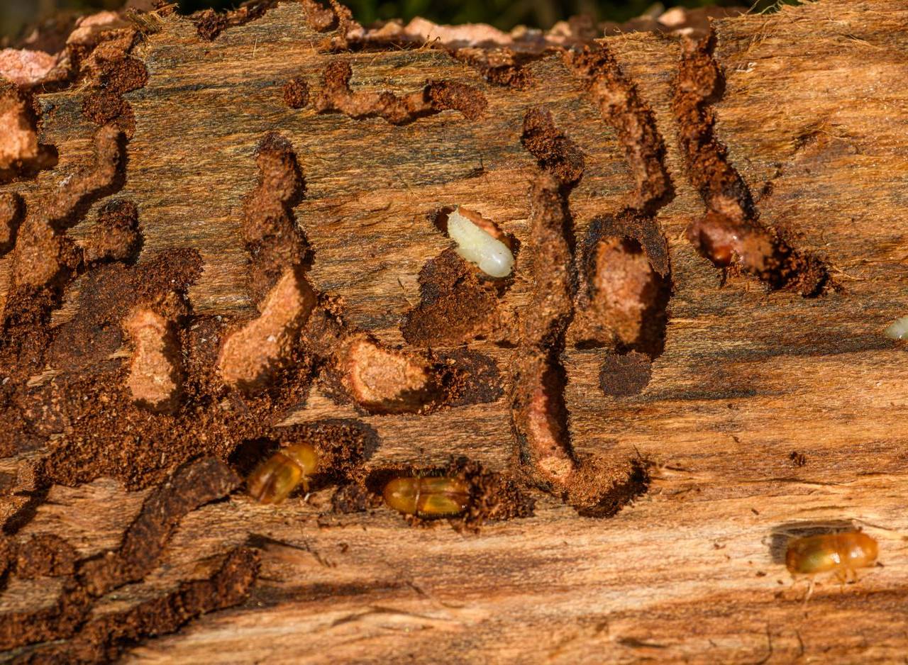 Madera con galerías y daño causado por insectos que se alimentan de ella