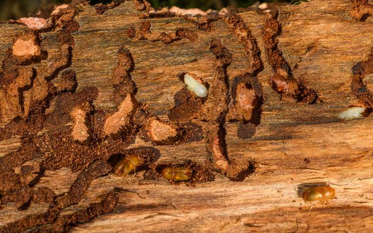 Madera con galerías y daño causado por insectos que se alimentan de ella
