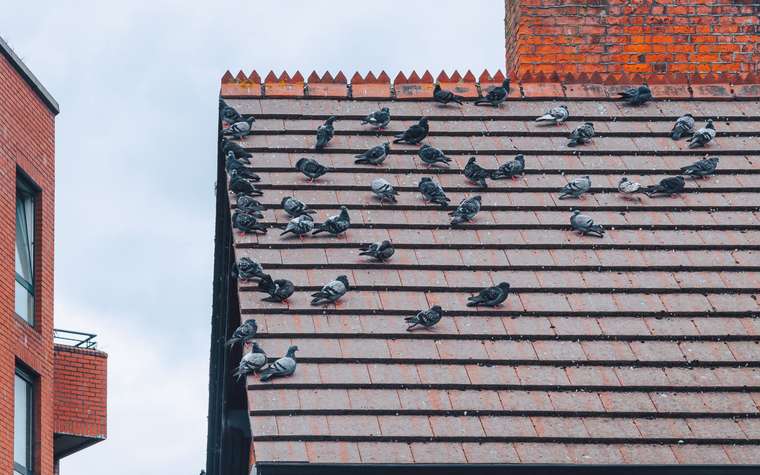 Grupo de palomas posadas sobre el techo de tejas de una casa