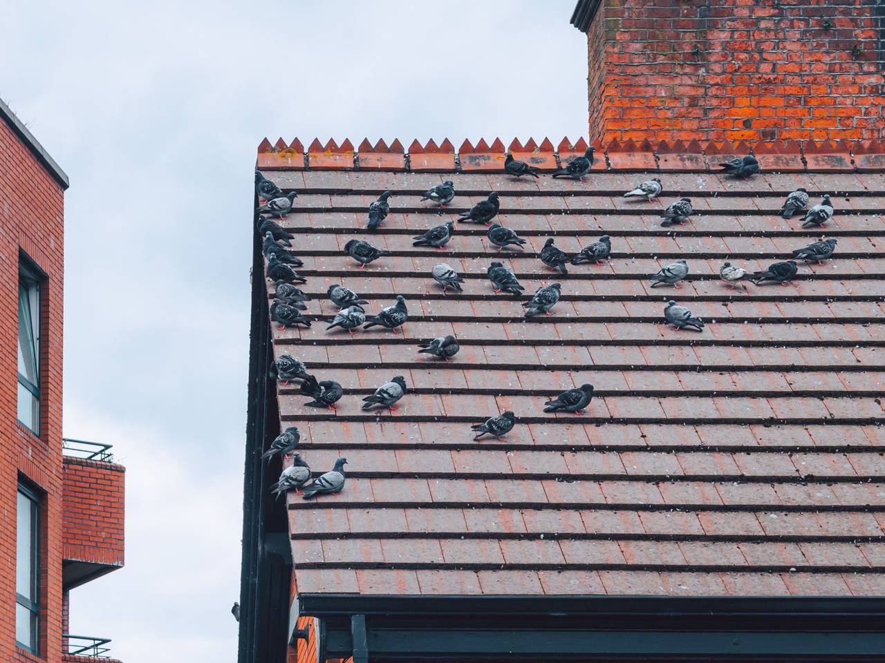 Grupo de palomas posadas sobre el techo de tejas de una casa
