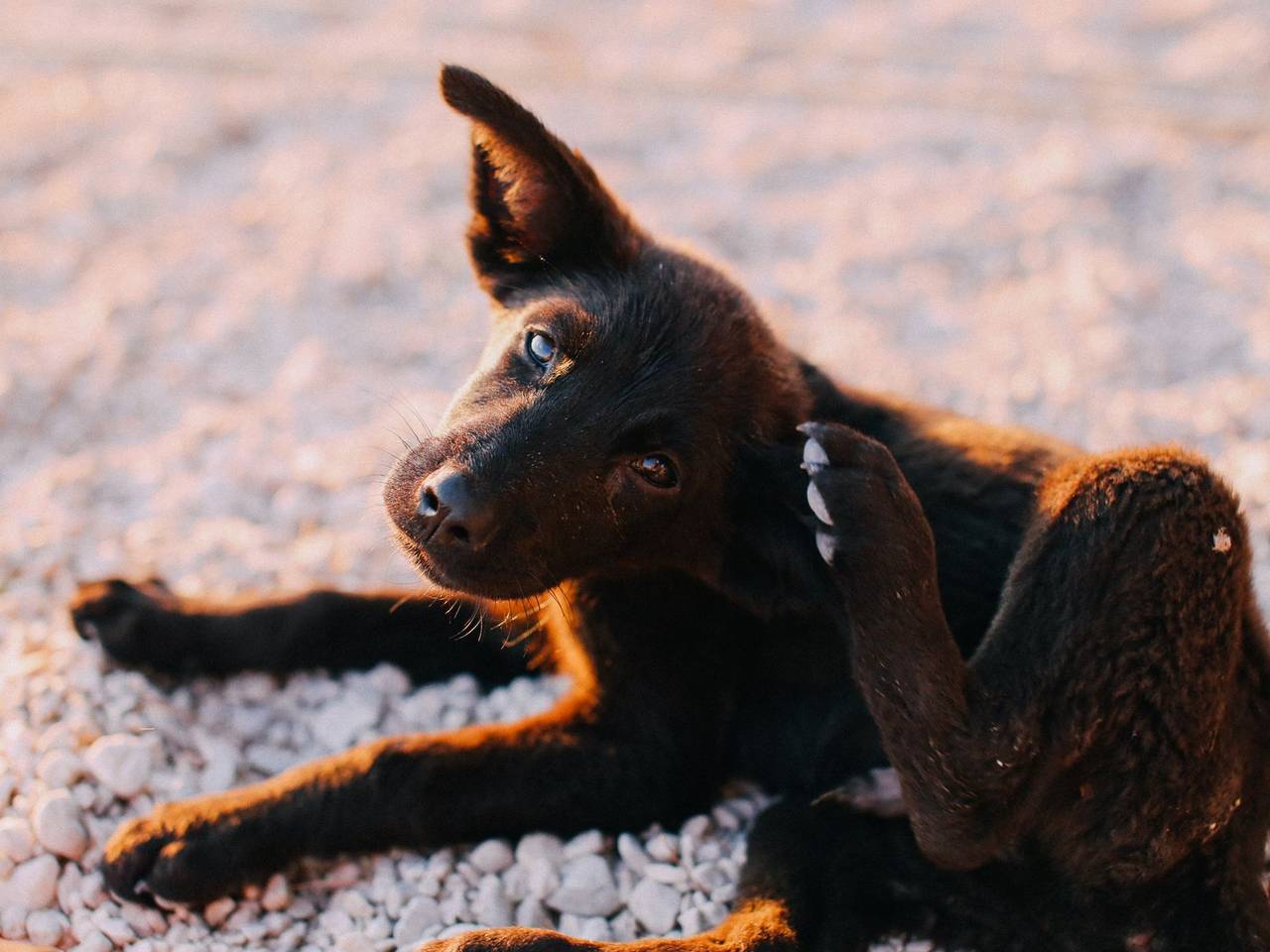 Cachorro negro rascándose la oreja sobre el suelo