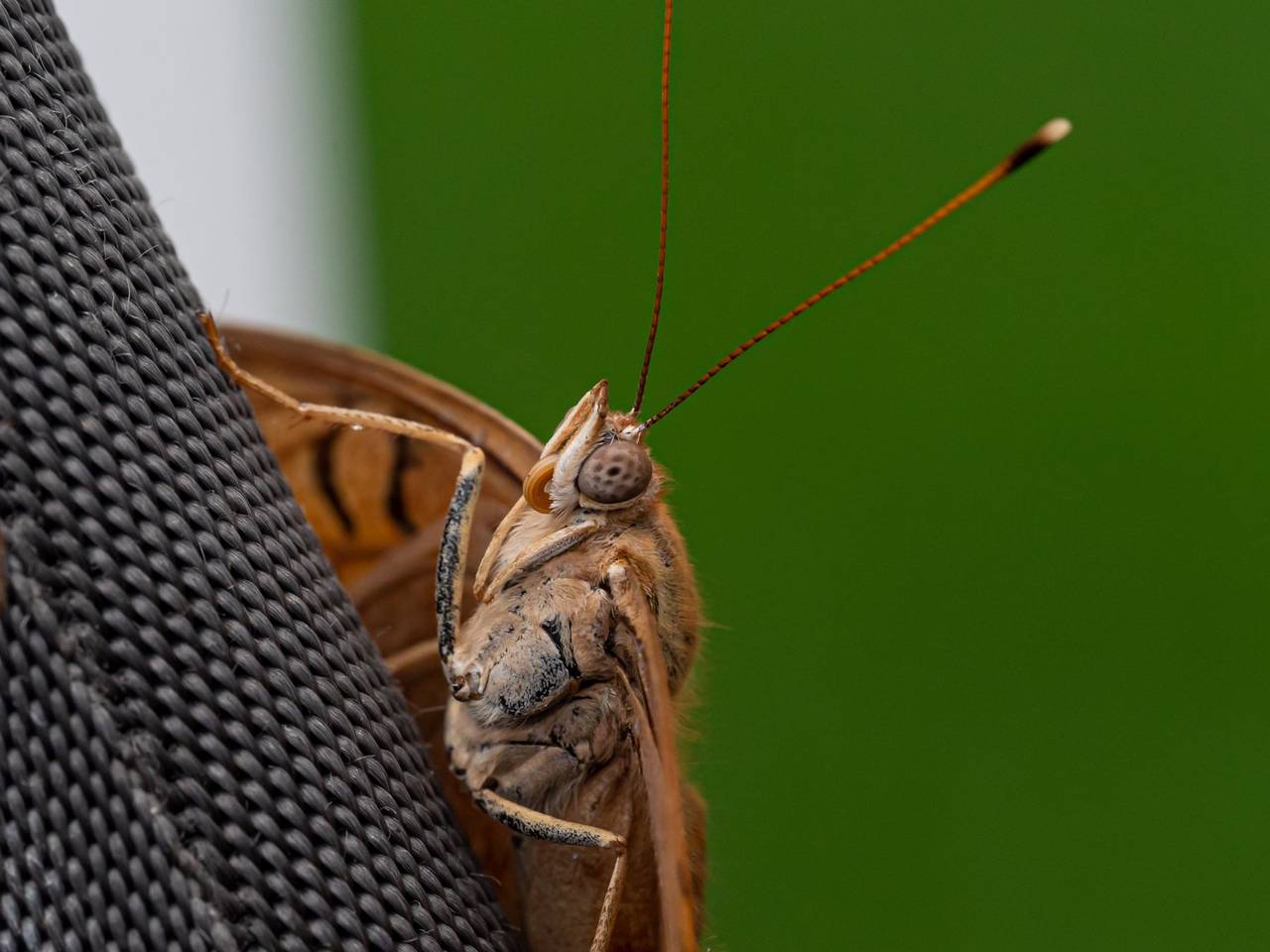 Polilla café posada sobre una tela oscura