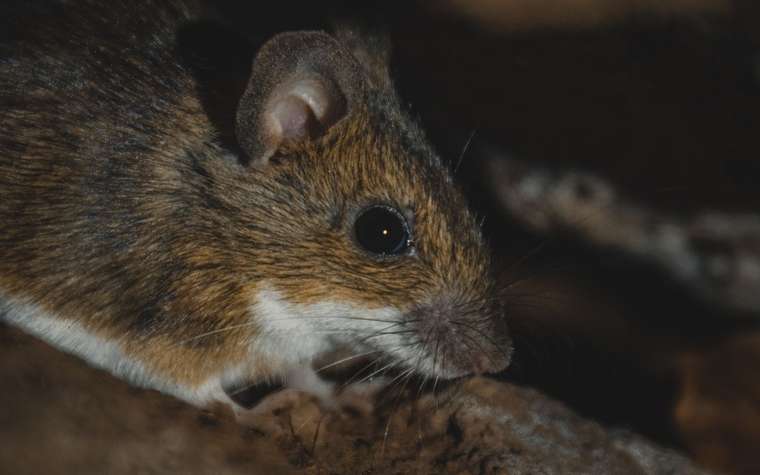 Ratón café asomándose entre maderas en un lugar oscuro